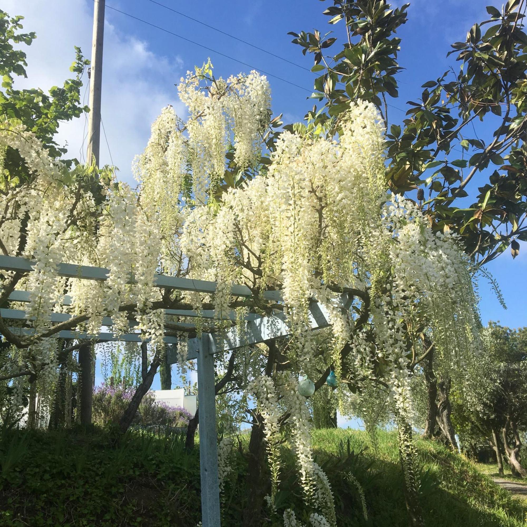 Appartamento Con Patio Privato E Giardino Tra Pisa E Firenze Palaia Exteriör bild